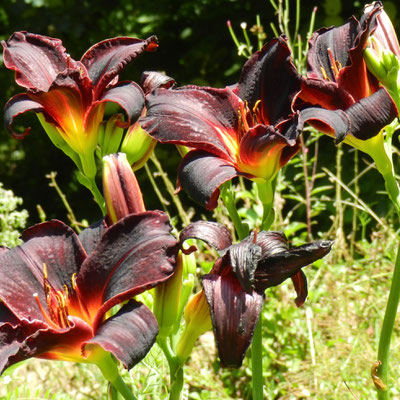 Hemerocallis