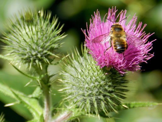 Cirsium vulgare - Cirse 