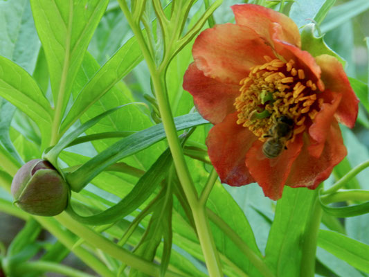 Paeonia delavayi