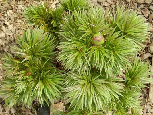 Paeonia plena tenuifolia