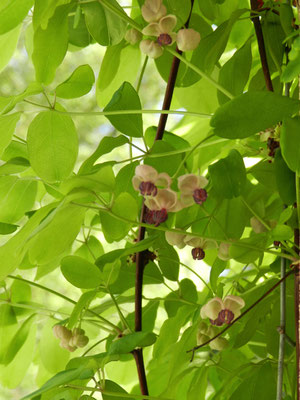 Akebia quinata 'Cream Form'