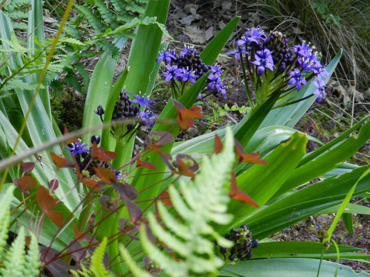 Euphorbia dulcis Chameleon, Scilla peruviana