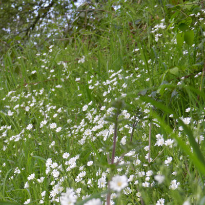 Stellaria holostea / stellaire