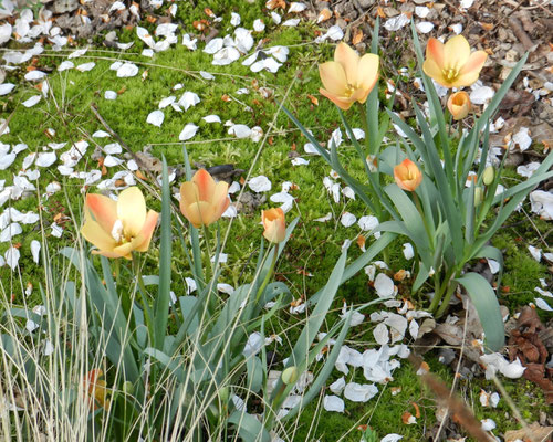 Tulipa batalinii