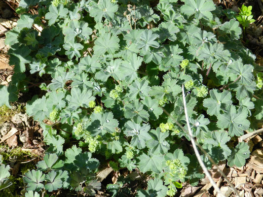 Alchemilla vetteri