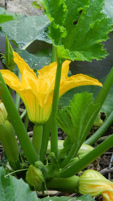 Fleur de courgette