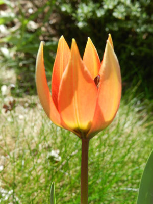 Tulipa whitallii