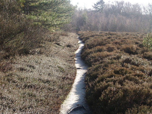 Zwischen Wald und Düne