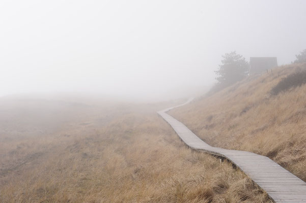 Dünenwege im Nebel