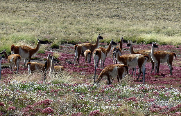 Guanacos