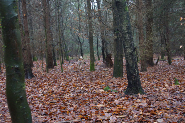 Ein Suchbild, ich bin aber drauf