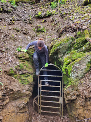 Stollensicherung NABU-Gladenbach