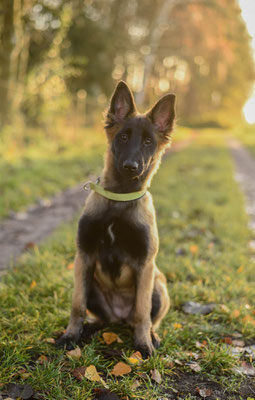 Hazel