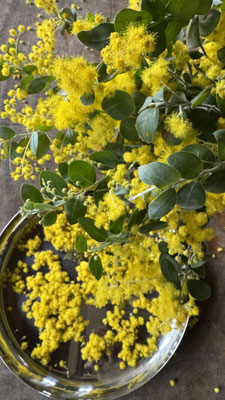 3月ミモザのフライングボール