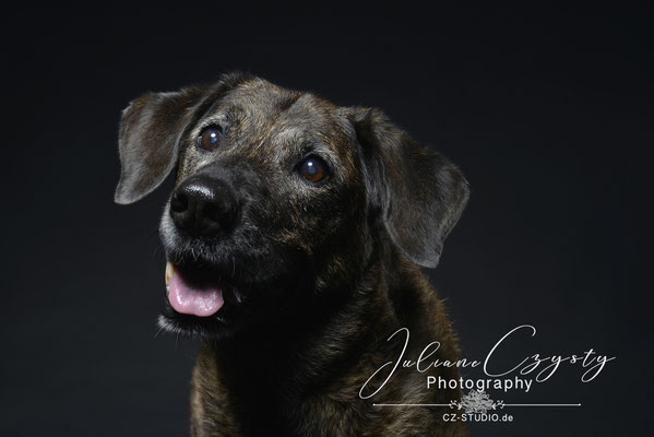 Hunde Fotos Im Studio Visselhövede