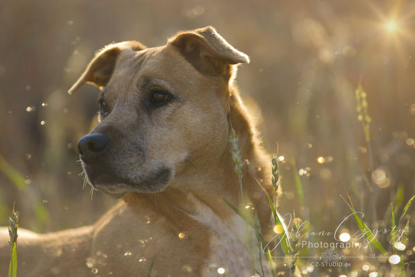 Wunderschöne Hundefotos - Juliane Czysty Fotografin zwischen Rotenburg und Visselhövede