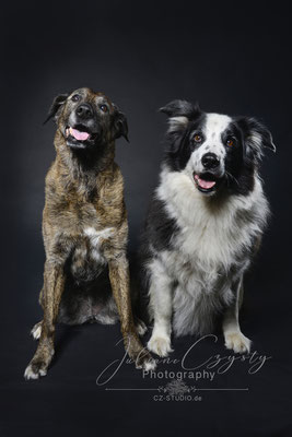 Wunderschöne Hundefotos - Juliane Czysty Fotografin zwischen Rotenburg und Visselhövede