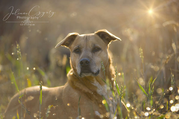 Outdoor Hundefotografie Visselhövede