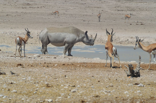 Ein sehr, sehr seltener Anblick - ein Nashorn. 2015 wurden 98 Nashörner nur in Namibia gewildert - traurig.  