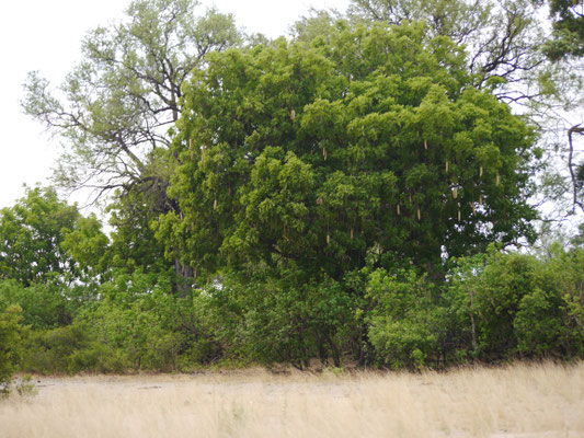 Leberwurstbaum 