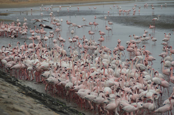 Walvis Bay