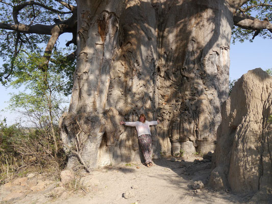 Dieses Bild war aus 2019 - Leider gibt es diesen Baobab Baum nicht mehr - siehe nächstes Bild