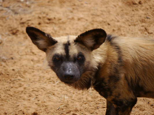 Wildhund sind vom Aussterben bedoht