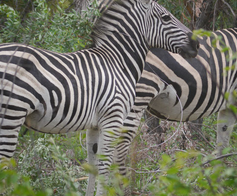 Wilderer !!!! Dieses Zebra hat eine Metalschlinge um den Hals bis hinunter zu den Beinen