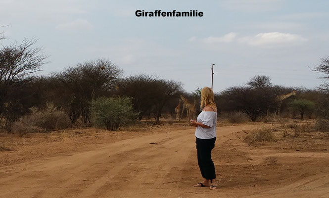 Giraffenfamilie beim Abendessen