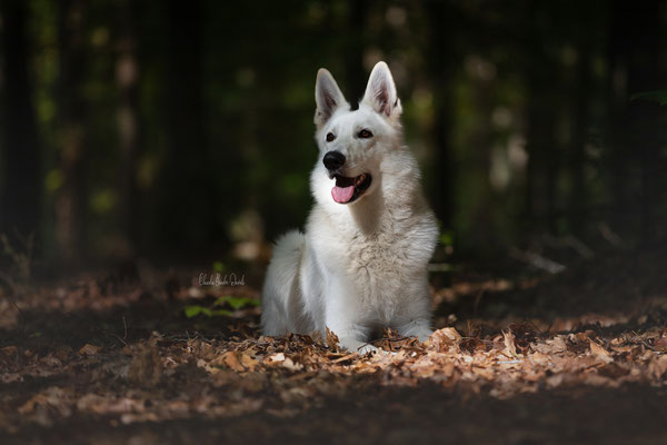 Taavi