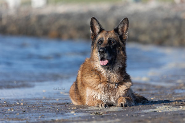 Lennox von Wildsteigerland