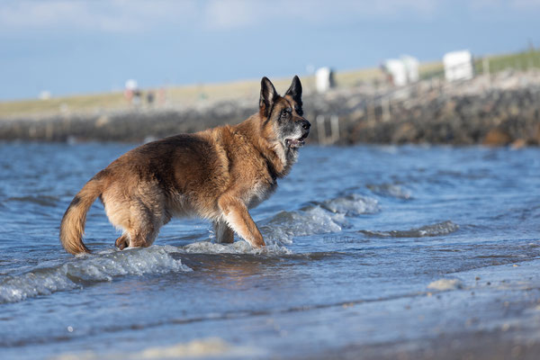 Lennox vom Wildsteigerland