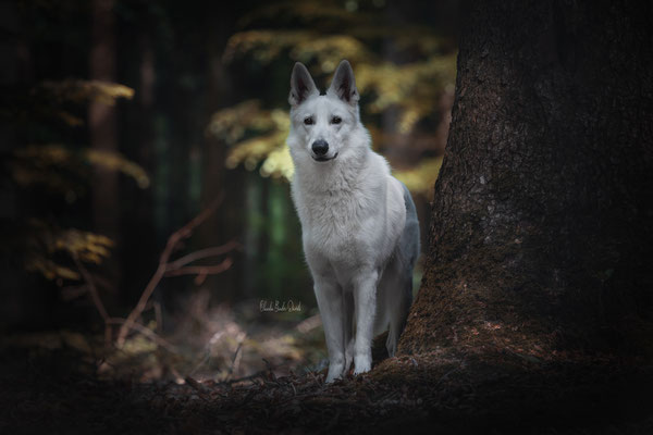 Taavi