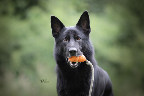 Dukatcho von den Koschis
