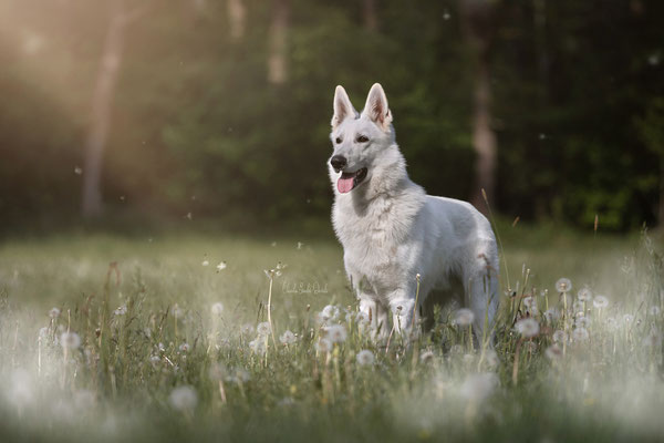 Taavi