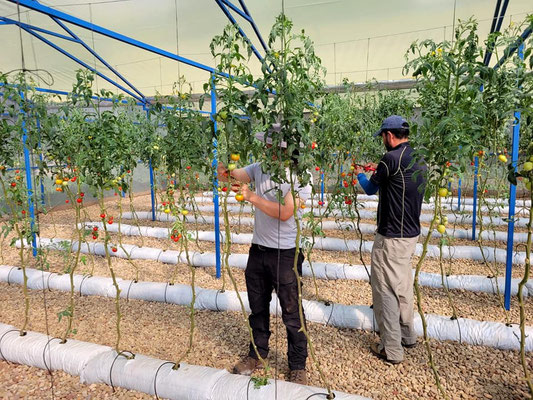 Tomaten in unserem Gewächshaus - Wir verdoppeln nun die Produktionskapazität