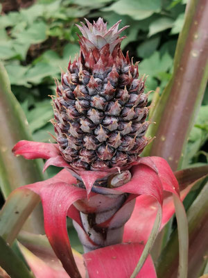 Natürlich können auch Ananas bei uns wachsen