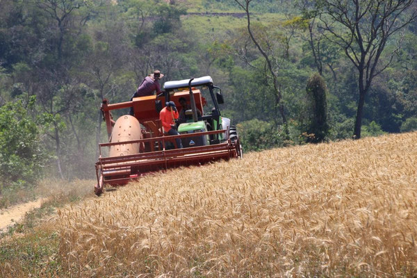 Unser Traktor mit spezieller Funktion zur Getreide-Ernte