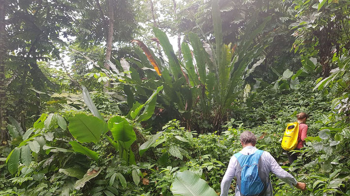 Mit der Machete durch den Regenwald