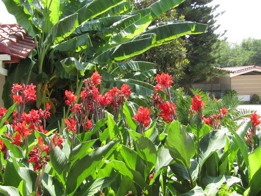 Meine Lieblingsblumen : Die Rote CANA