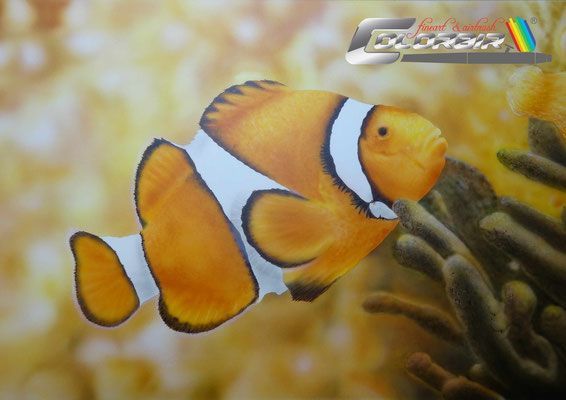 Anemonenfisch Kunstmaler