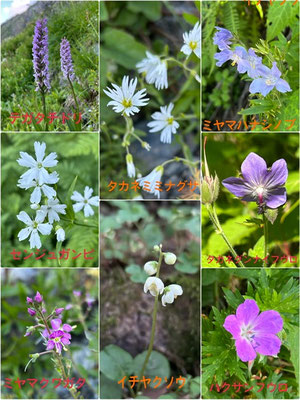 小屋までに出逢った花々