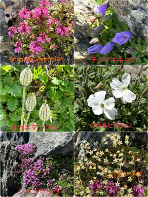 山頂近くに咲く高山植物