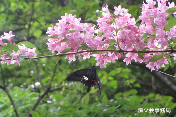 ∞　自生の卯木の花と蝶