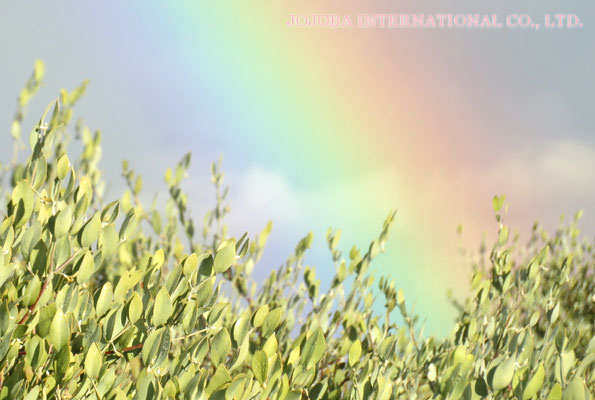 ♔ HAPPY MOTHER'S DAY ♪　JOJOBA INTERNATIONAL CO., LTD.