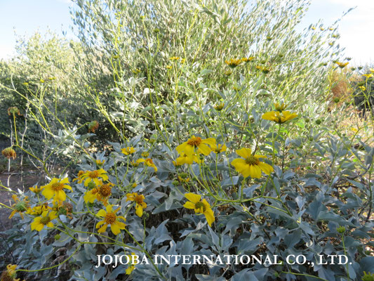 ♔ Brittlebush