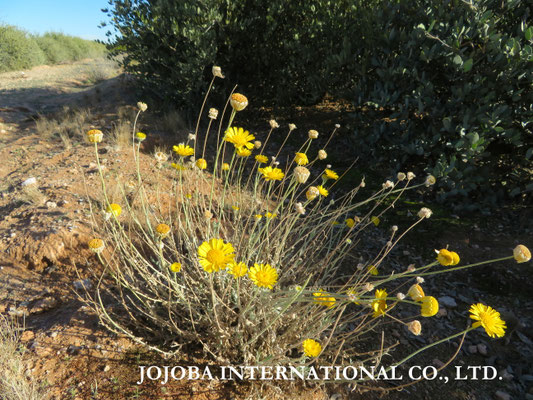 ♔ Desert Marigold Native Wildflower