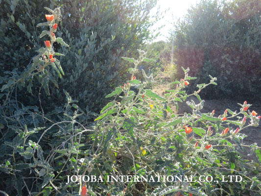 ♔ Orange Desert Globemallow