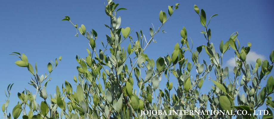 ♔ Growing jojoba ★Jojoba original species ◎ 於： 原種ホホバの聖地アリゾナ州ハクアハラヴァレー