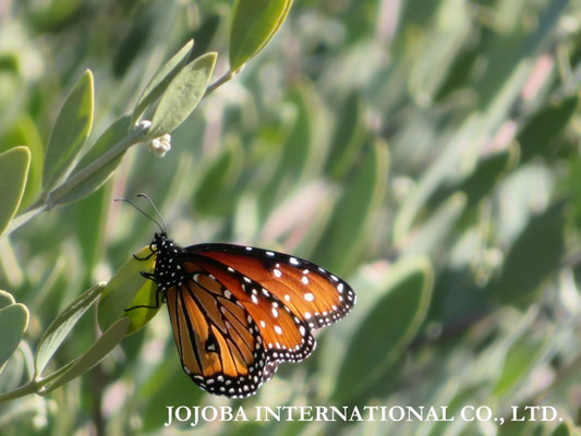 ♔ QUEEN BUTTERFLY, JOJOBA ORIGINAL SPECIES
